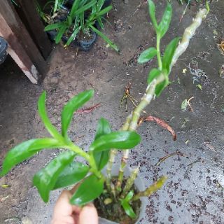 Trầm Semi blue