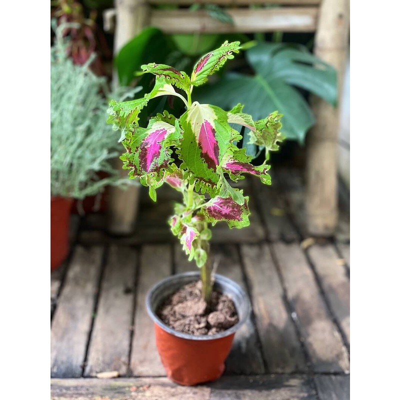 Cây Coleus Green Pink (Cây Lá Gấm Xanh Hồng) chậu nhựa