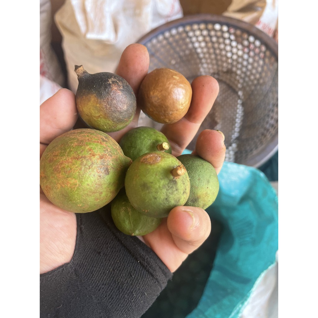 [Gói 500g] Hạt Macca B'Lao sấy nứt vỏ loại đặc biệt. | BigBuy360 - bigbuy360.vn