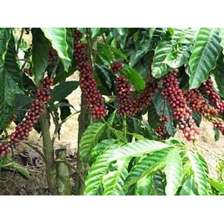 Cây giống Cà phê vối (Robusta)