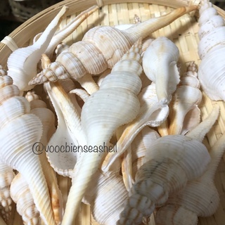 Vỏ ốc trang trí, vỏ ốc tháp trắng