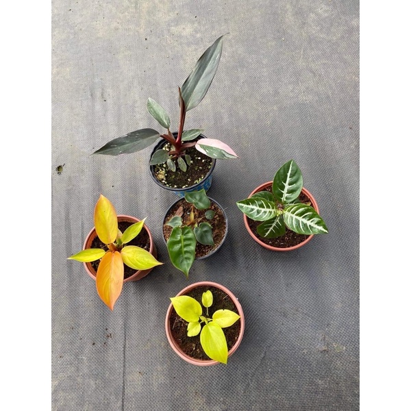 Chậu cứng cảnh quan