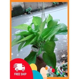 Chậu Trầu Bà Thái