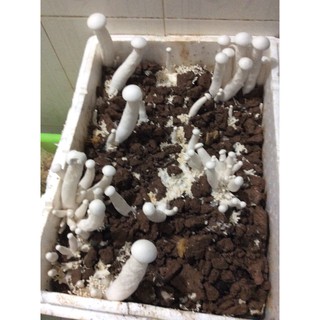 combo 3 phôi nấm đùi gà trắng
