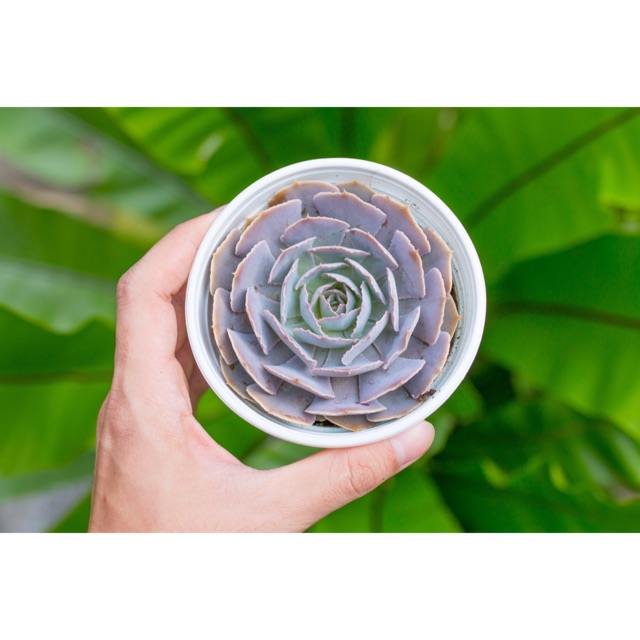 Sen đá bắp cải hàn 9-11cm