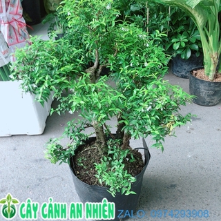 Mai Chiếu Thuỷ Bonsai Cao 50cm Cả Bầu