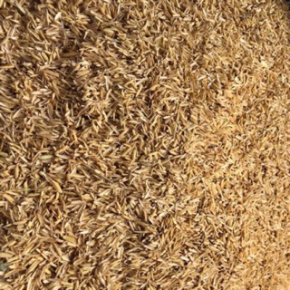 1kg vỏ trấu khô giá thể ươm cây, trồng cây