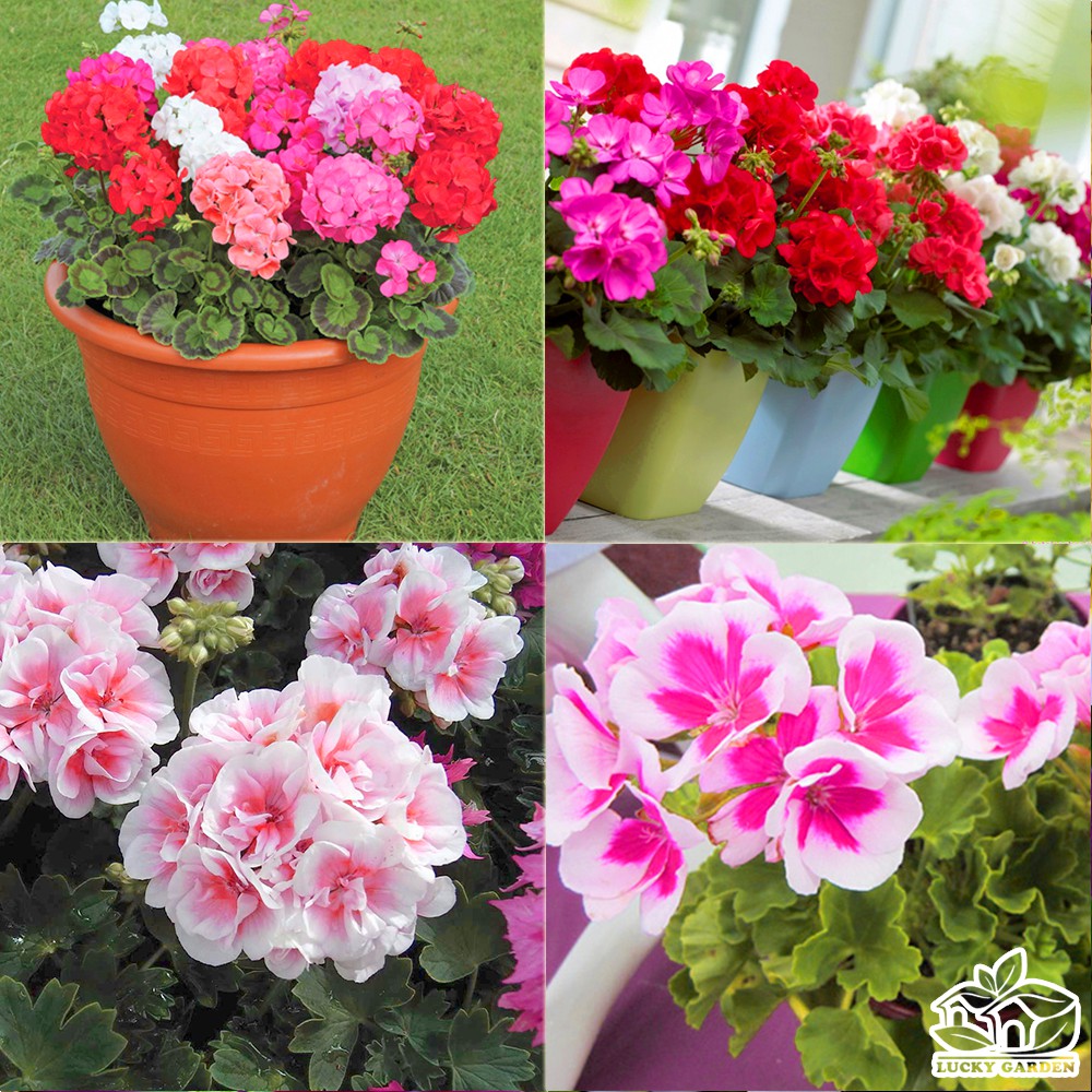 [GIÁ GỐC] Hạt giống hoa Phong Lữ Thảo nhiều màu - 10 hạt