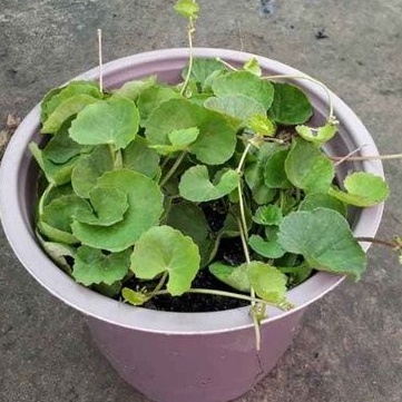 Chậu rau má Vetablep9 100%rau sạch nhà trồng