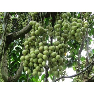 Cây dâu da xanh giống ngọt, trái to-Cây ghép cho trái sớm-Trang trí sân vườn-Cây hoa kiểng Đồng Tháp