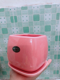 Chậu Trồng Cây