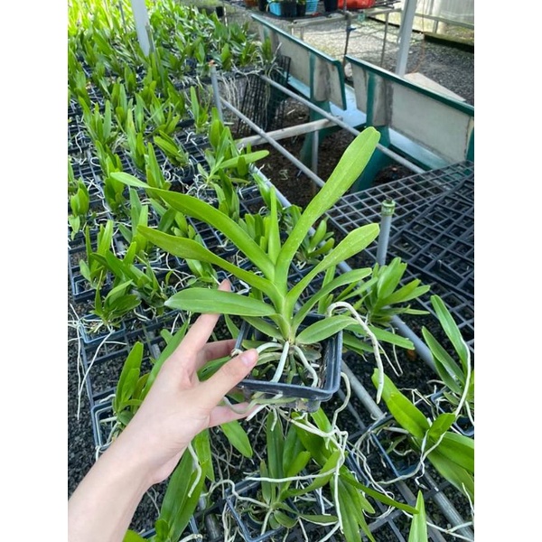 Lan giáng hương cửu bảo tiên