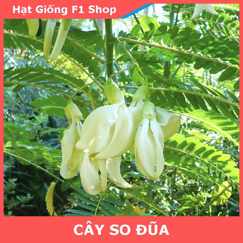 Hạt Giống Cây So Đũa Bông Trắng 2 Gam