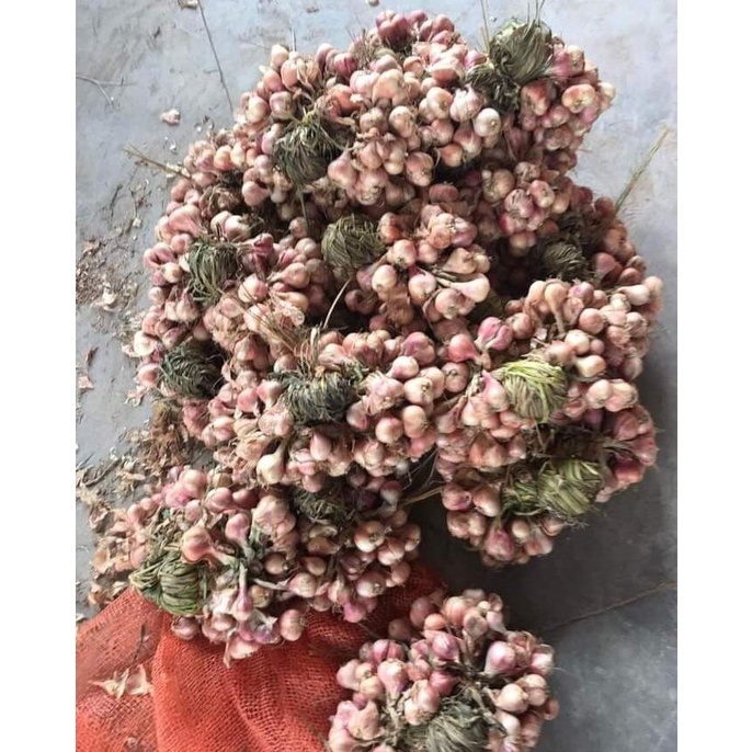 Tỏi tép to dễ bóc, thơm ngon chắc mẩy.