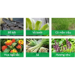 Set lá nấu dầu gội bồ kết