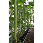 Hạt giống mướp hương siêu dài F1 Thái lan 2gr (HGNN1)