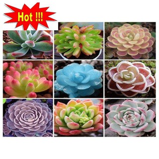 Gói 20 hạt giống sen đá mix màu