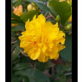 Mai cúc vip (mai cúc tri kỷ, đa ưu điểm, có nhị hoa và nhiều cánh)