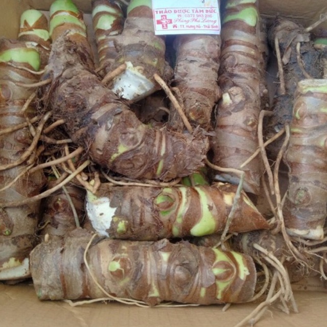 Buôn sỉ 100 củ ráy voi trồng công trình