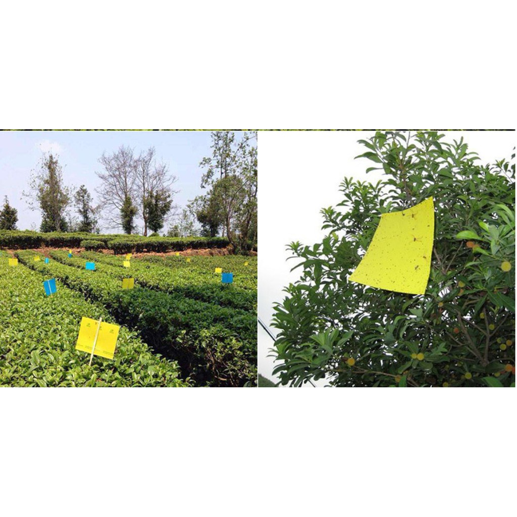 [Tặng kèm dây treo] Miếng bẫy dính ruồi vàng, dính côn trùng 2 mặt siêu dính 20x25cm