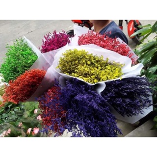 Hoa sao thơm