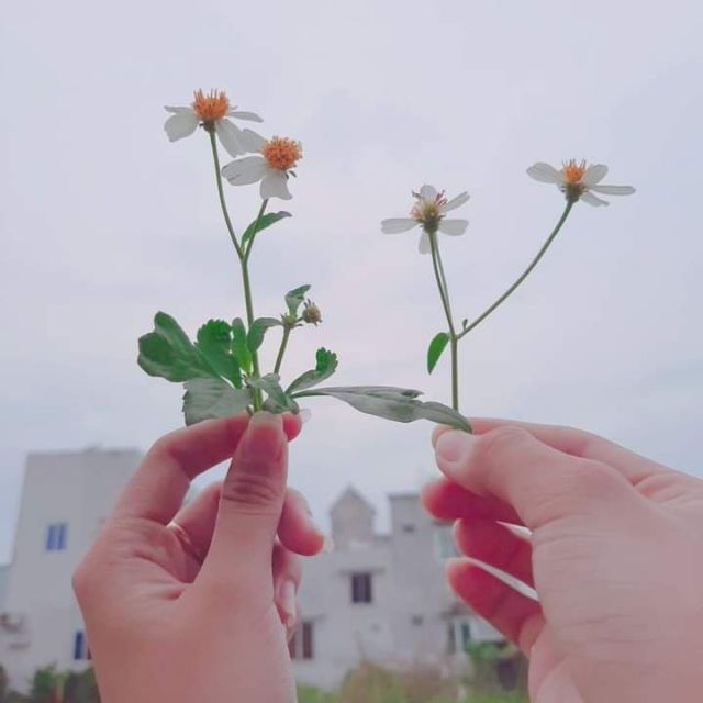 Shop đồ si Ngọc Giàu