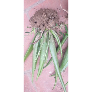 1 cây nha đam mỹ giống