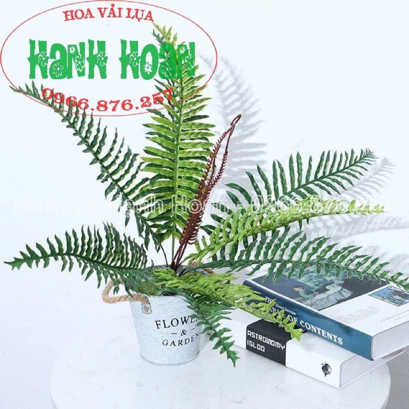 Cây/cụm dương xỉ các loại cho tường cỏ, decor , cây xanh- Cây lá giả