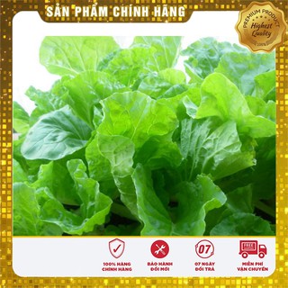 Hạt giống cải bẹ vàng Hà Giang