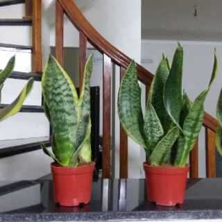 Cây lưỡi hổ  để bàn.