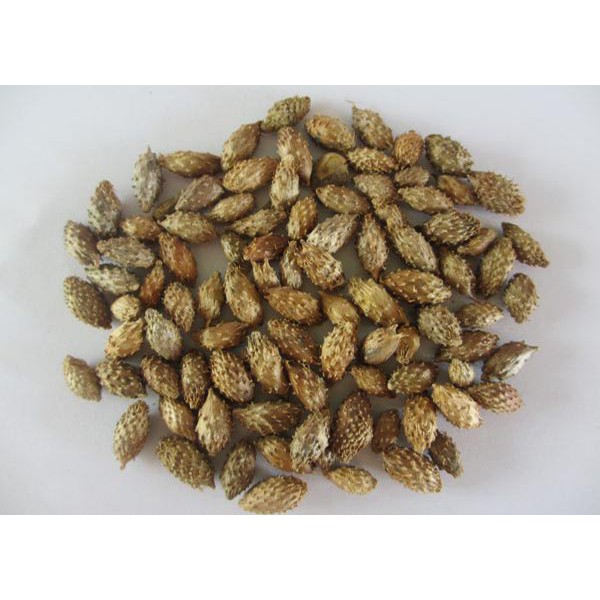 1kg Ké Đầu ngựa sấy khô loại thượng hạng, chuẩn xịn