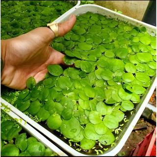 Bèo nhật, bèo tấm, bèo tai chuột