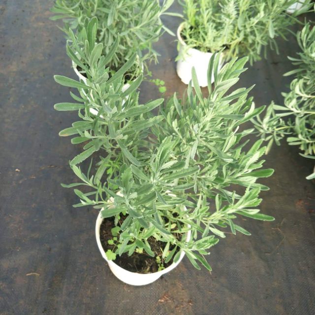 Cây oải hương
