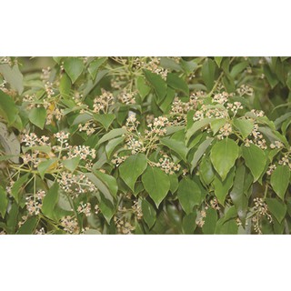 CÂY GIỐNG  CÂY LONG NÃO (CÂY ĐINH HƯƠNG)