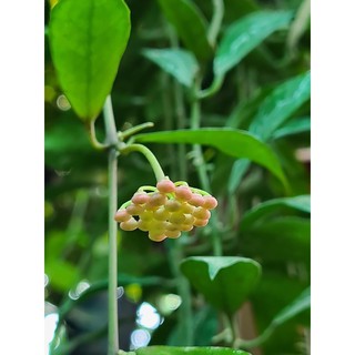 Lan Cẩm Cù Lacunosa