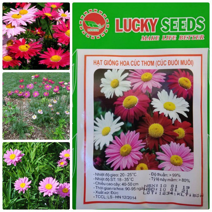 Bán buôn- Gói 50 hạt giống hoa cúc thơm- cúc đuổi muỗi xuất xứ Đức- hạt giống Lucky Seeds hàng đẹp, nhập khẩu.