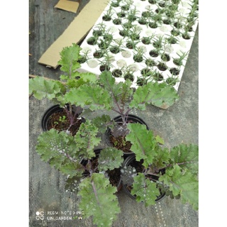 cải kale xoăn tím- kale xoăn xanh