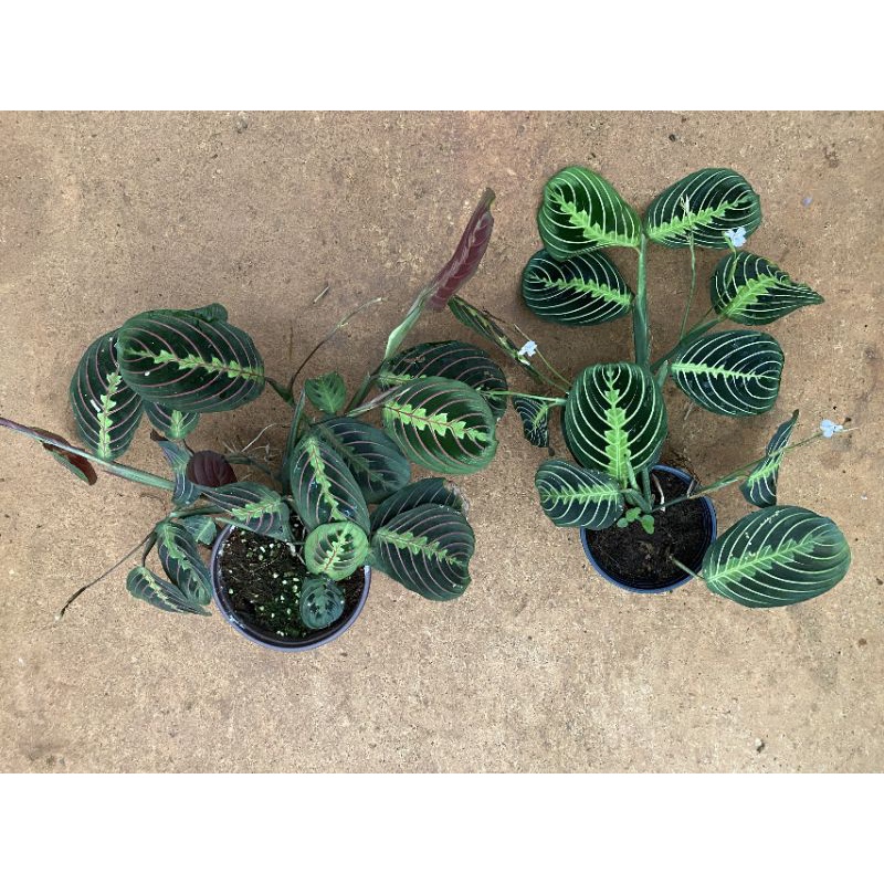 Chậu cứng 2 loại đuôi công maranta tuyệt đẹp