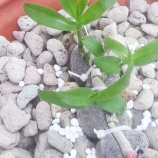 1 kg Đá Pumice nhẹ / thoáng/ giữ ẩm tốt - giá thể
