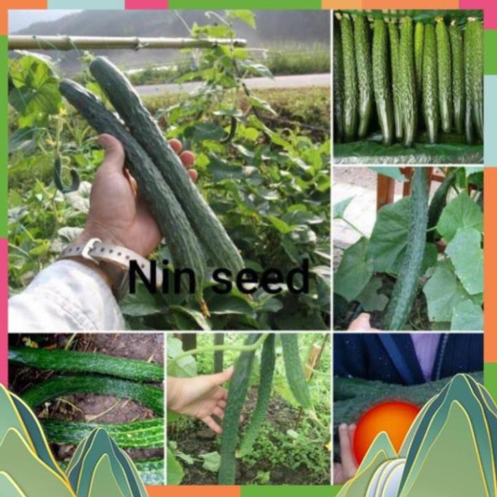 Hạt giống dưa chuột kiếm nhật🥒Đài Loan🥒 Dưa léo kiếm nhật dễ trồng sai quả(Nhập nguyên gói bao bì Đài Loan)