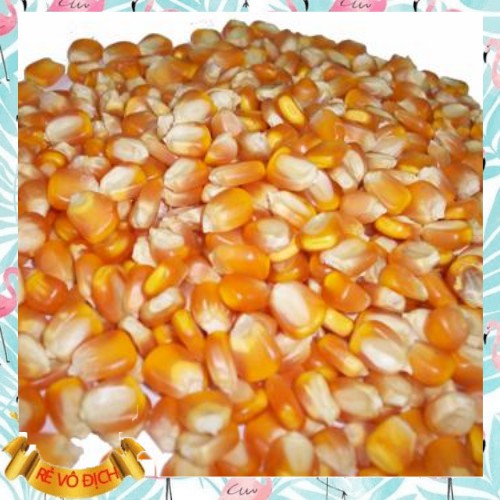 Bắp hạt sấy khô  dùng làm thức ăn cho gia cầm
