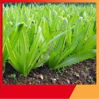 Hạt Giống Rau Diếp Thơm