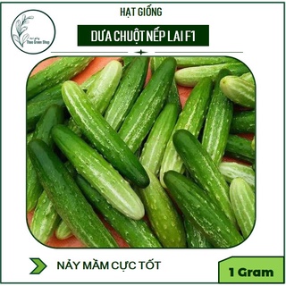 Hạt Giống Dưa Chuột Nếp Lai F1