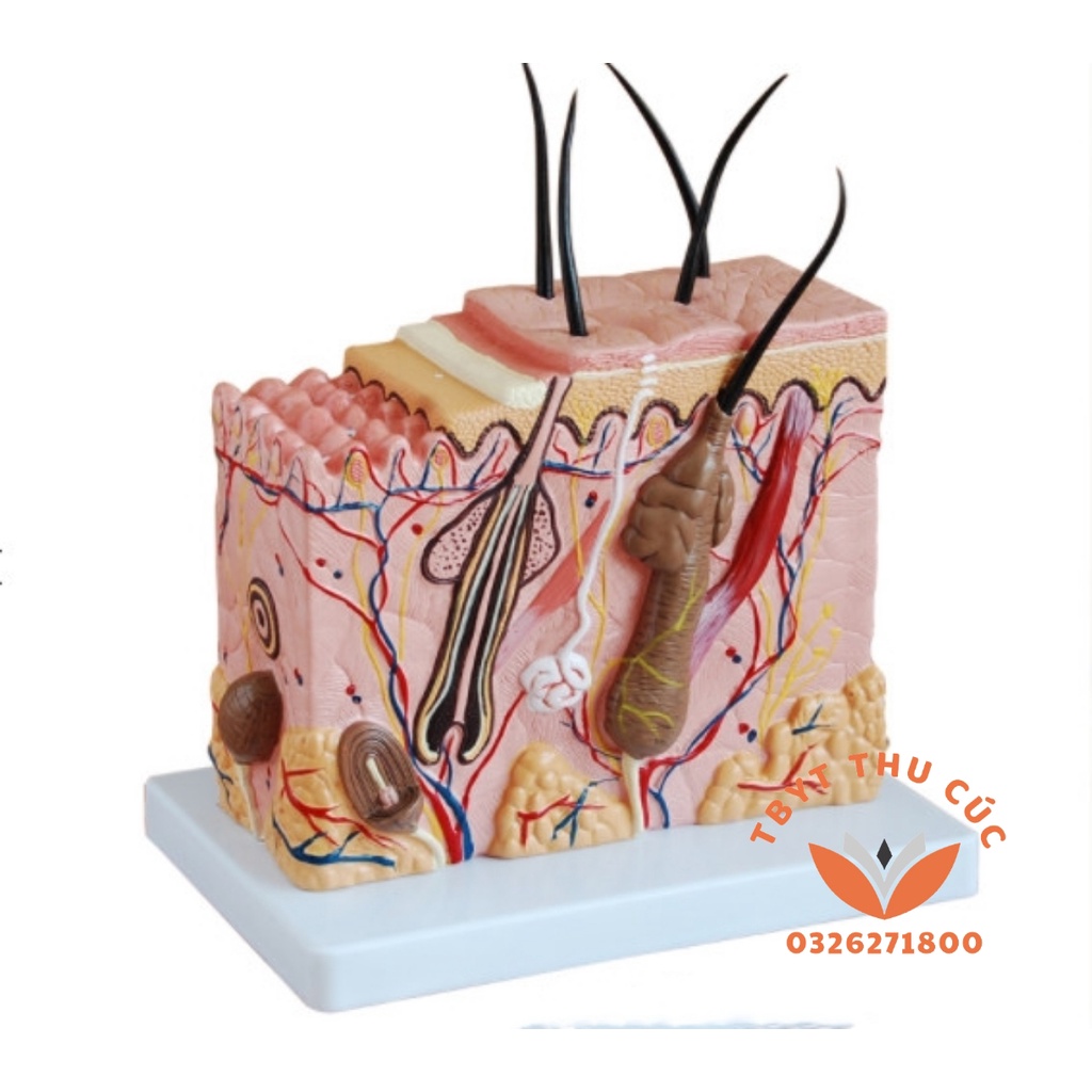 Mô hình da-Mô hình giải phẫu da 3D-có BẢN ĐỒ TIẾNG VIỆT