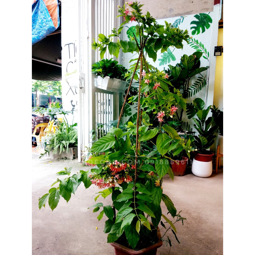 Cây hoa leo sử quân tử