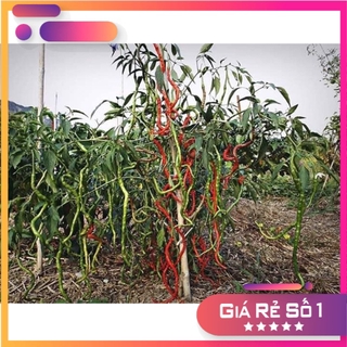 (200-300 hạt) Hạt giống ớt tóc dài hair pepper chilli) - HGNK