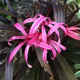Cây giống hoa náng nhỏ lá tím Crinum Lily'Menehune '