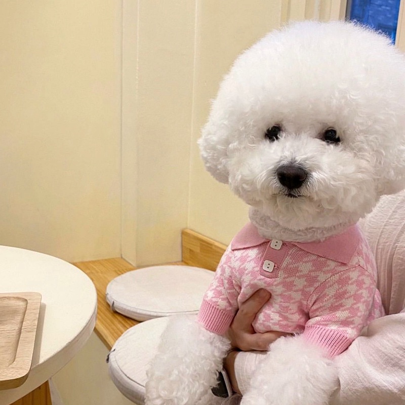 Áo Len Đan Thu Đông Cho Thú Cưng Chó Poodle Schnauzer Teddy Bichon