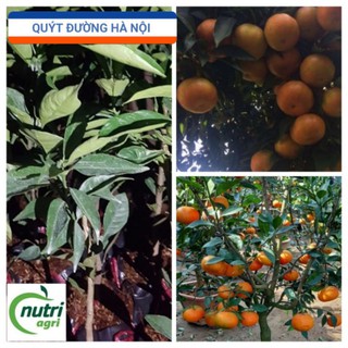 Cây Giống Quýt Đường Hà Nội Siêu Ngọt Ngon Trồng Chậu Quanh Nhà