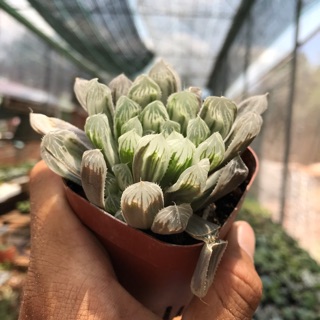 Haworthia ngọc dạ quang trắng